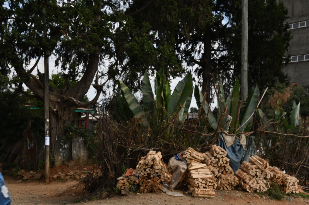 Eucalyptus wood chopped bound and ready for sale at a roadside market in Addis Ababa. Photo by Christopher Lett/Mongabay.
