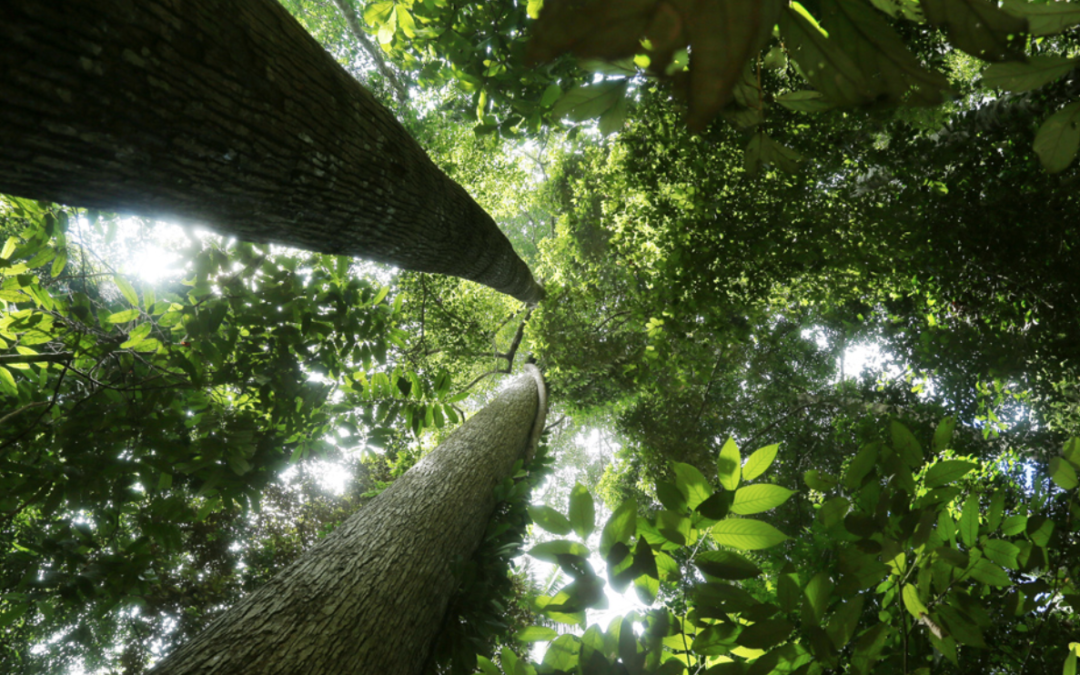 Interfaith leaders step up to protect the world’s ‘sacred’ rainforests